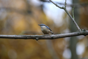 a beautiful nuthatch on a twig, Poland