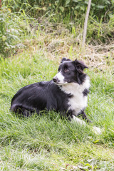 Portrait of border collie dog living in belgium