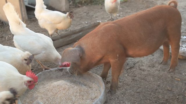 Young red pig of Duroc breed eats crushed grain from aluminum basin along with White Leghorn chickens