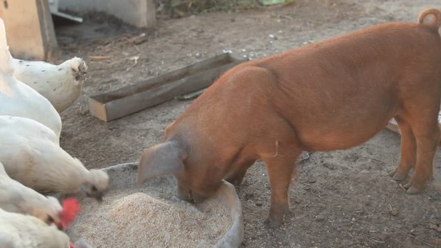 Young red pig of Duroc breed eats crushed grain from aluminum basin along with White Leghorn chickens