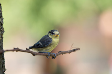 a young bird on a twig,  tit blue tit, Poland