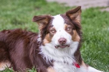 Portrait of border collie dog living in belgium