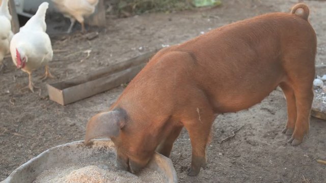 Young red pig of Duroc breed eats crushed grain from aluminum basin along with White Leghorn chickens