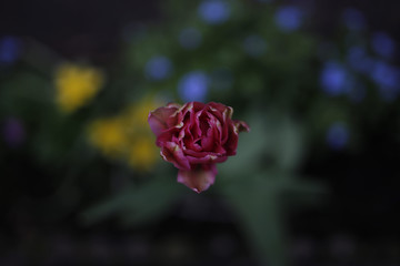 beautiful rose on a blurred background, the head itself