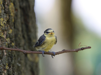 young bird, tit, Poland
