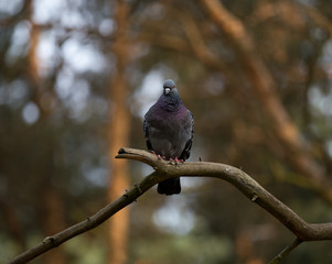 pigeon on the branch, Poland, bird 