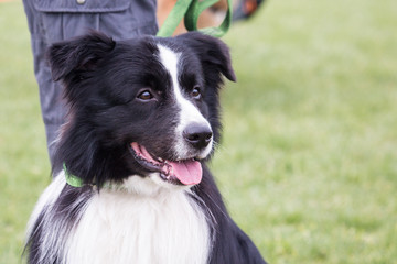 Fototapeta premium Portrait of border collie dog living in belgium