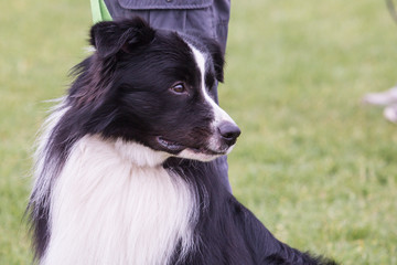 Fototapeta premium Portrait of border collie dog living in belgium