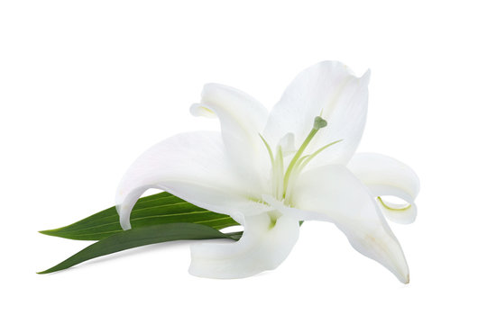 Fototapeta Beautiful lily on white background. Funeral flower