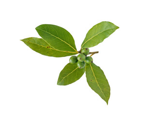 Bay laurel leaves isolated on white