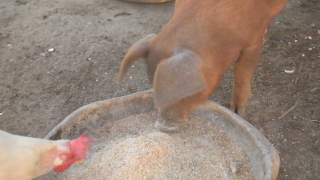 Young red pig of Duroc breed eats crushed grain from aluminum basin along with White Leghorn chickens