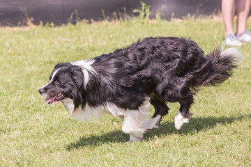Fototapeta premium Portrait of border collie dog living in belgium