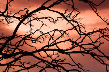 Backgrounds, branches, red silhouettes and scary skies Halloween from Phuket Thailand