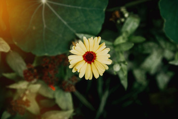 Yellow flower on a background of green leaves. Garden flowers in the park, garden. The concept of plants and garden flowers.