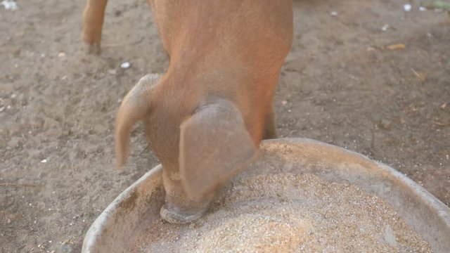 Young red pig of Duroc breed eats crushed grain from aluminum basin along with White Leghorn chickens