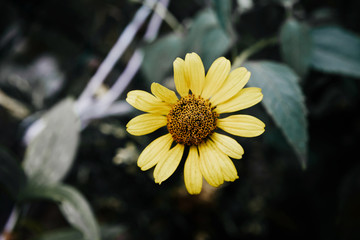Yellow flower on a background of green leaves. Garden flowers in the park, garden. The concept of plants and garden flowers.