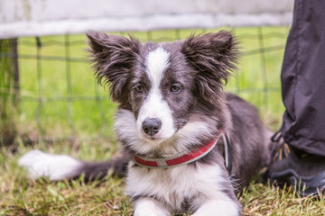 Fototapeta premium Portrait of border collie dog living in belgium