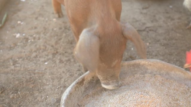 Young red pig of Duroc breed eats crushed grain from aluminum basin along with White Leghorn chickens