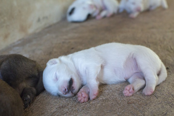 Puppy new born one newborn in Phuket Thailand