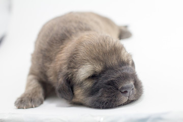 Puppy new born one newborn in Phuket Thailand