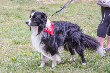 Portrait of border collie dog playing fresbee 