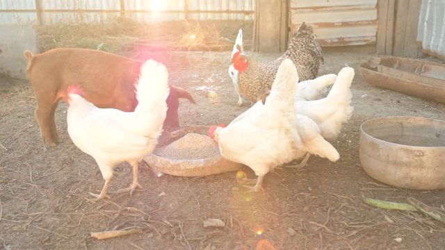 Young red pig of Duroc breed eats crushed grain from aluminum basin along with White Leghorn chickens