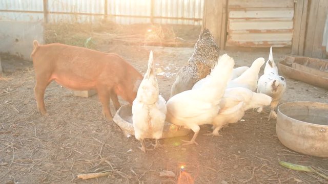 Young red pig of Duroc breed eats crushed grain from aluminum basin along with White Leghorn chickens