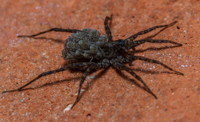 Wolf spider species carrying her young