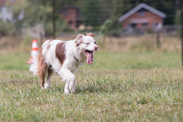 Portrait of border collie dog living in belgium