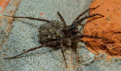 Wolf spider species carrying her young