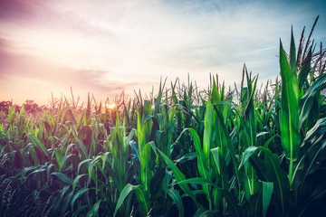 Corn field on the background of the setting sun. Cultivation of corn during twilight and sunset. Crop and harvest concept.