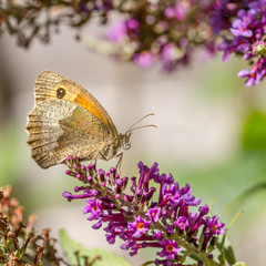 Meadow Brown (Maniola jurtina)