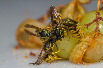 German Wasp - Vespula germanica