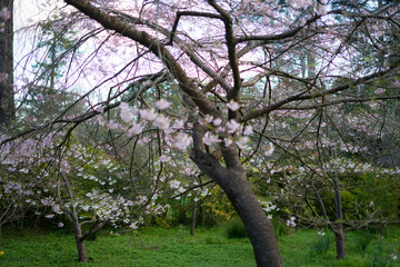 Cherry Blossom Before April in Golden Gate Park, San Francisco