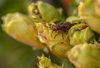 Orsillus depressus nymph