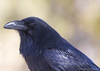 Raven