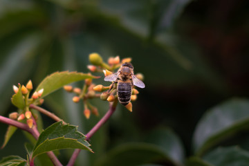 A Bee On A Flower