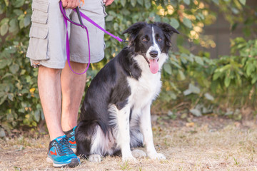 Portrait of border collie dog living in belgium