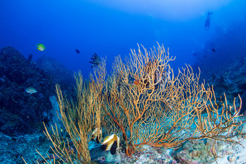 Fototapeta na wymiar A deep, dark, tropical coral reef in Thailand