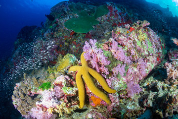 Colorful Starfish on a beautiful tropical coral reef in Thailand