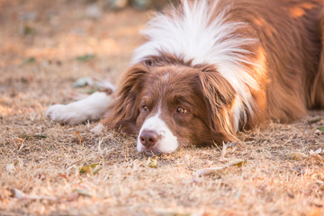 Portrait of border collie dog living in belgium