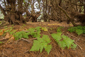 Obraz premium Fern growing near trees in forest
