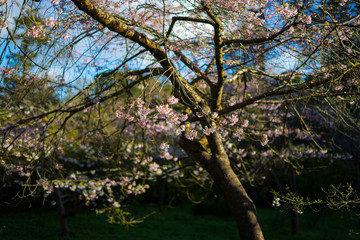 cherry blossom before April