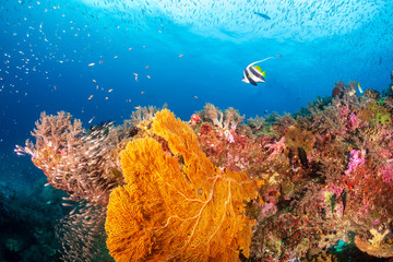 A beautiful, colorful tropical coral reef system