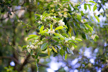White tea flowers in Japanese Tea Garden