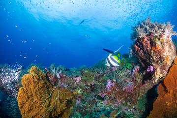 Naklejka na ściany i meble A beautiful, colorful tropical coral reef system