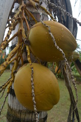 coco