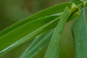 Fototapeta premium Dew on green plant leaves
