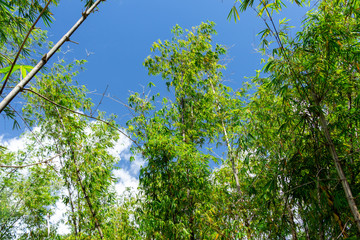 Bamboo grove against blue sky - Florida, USA