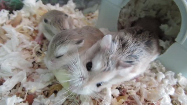Hamster mum and two baby hamsters eating an apple